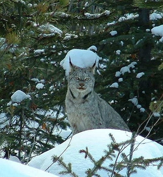Photo of Lynx canadensis by Lars Karstad